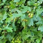 Crataegus laevigata Συνήθη χαρακτηριστικά