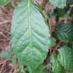 Polyscias guilfoylei Leaf