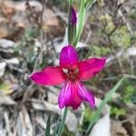 Gladiolus illyricus Lorea
