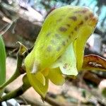 Polystachya galeata Flower