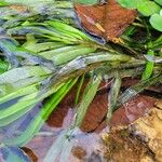 Pontederia diversifolia Leaf