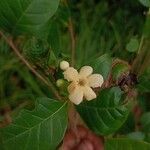 Bourreria costaricensis Flower