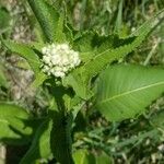 Parthenium integrifolium ফুল