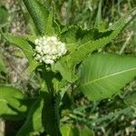 Parthenium integrifolium Kukka