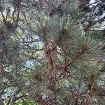 Pinus resinosa പുറംതൊലി