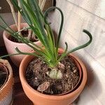 Albuca spiralis Folha