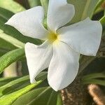 Pachypodium lamereiBlüte