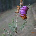 Erica ciliaris Frunză