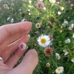 Erigeron karvinskianus花