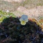 Viola pyrenaica Flower