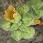 Sida cordifolia Flower