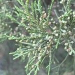 Juniperus turbinata Leaf