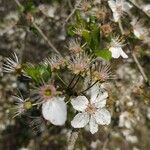 Prunus cerasusFlor