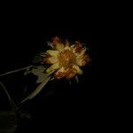 Luehea candida Flor