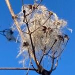 Clematis vitalba Frutto