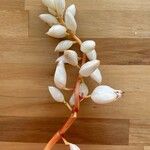 Alpinia zerumbet Λουλούδι