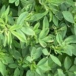 Trigonella foenum-graecum पत्ता