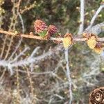 Larix laricina Vaisius