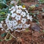 Abronia fragrans Blüte