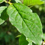 Cotoneaster acutifolius Leaf