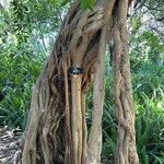 Ficus thonningii Coajă
