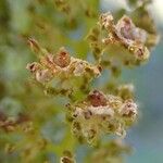 Alnus alnobetula Owoc