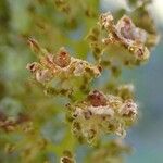 Alnus alnobetula Fruit