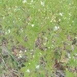 Chaerophyllum tainturieri Leaf