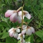 Pyrola asarifolia Flower