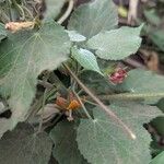 Abutilon auritum Hoja