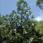 Artocarpus altilis Hábito