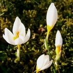 Crocus sieberi Habitus