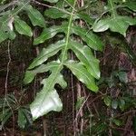 Meryta sonchifolia Hoja