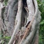 Ficus virens Rinde