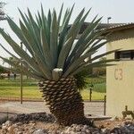 Furcraea selloana List