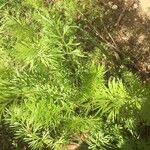 Nigella damascena Leaf