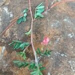 Indigofera brevicalyx Leaf