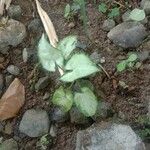 Syngonium podophyllum ഇല