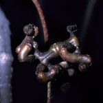 Hovenia dulcis Fruct