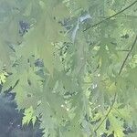 Acer saccharinum Folio