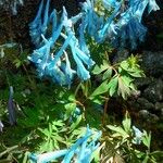 Corydalis flexuosa Blomst