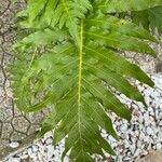 Blechnum gibbum Leaf