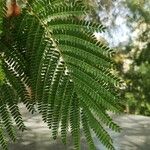 Peltophorum africanum Leaf