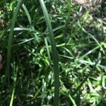 Cyperus melanospermus Leaf