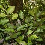 Eugenia brongniartiana 整株植物