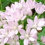 Allium unifolium Blüte