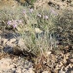 Dianthus austroiranicus Muu