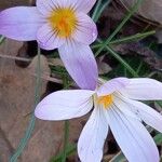 Crocus versicolor Blüte