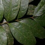 Protium stevensonii List