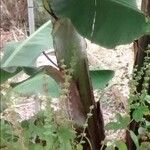 Musa × paradisiaca പുറംതൊലി